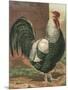 Cassell's Roosters IV-Cassel-Mounted Art Print