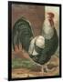 Cassell's Roosters IV-Cassel-Framed Art Print