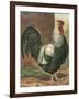 Cassell's Roosters IV-Cassel-Framed Art Print