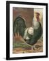 Cassell's Roosters IV-Cassel-Framed Art Print