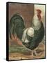 Cassell's Roosters IV-Cassel-Framed Stretched Canvas