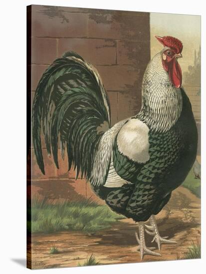 Cassell's Roosters IV-Cassel-Stretched Canvas