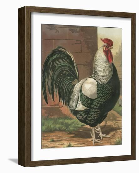 Cassell's Roosters IV-Cassel-Framed Art Print