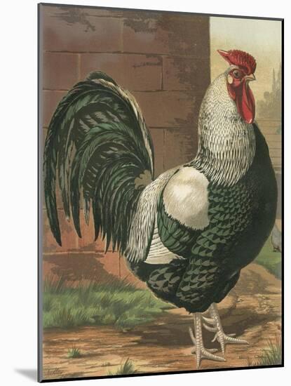 Cassell's Roosters IV-Cassel-Mounted Art Print