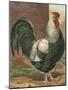 Cassell's Roosters IV-Cassel-Mounted Art Print