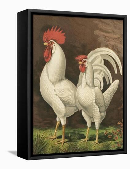 Cassell's Roosters VI-Cassel-Framed Stretched Canvas