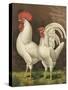 Cassell's Roosters VI-Cassel-Stretched Canvas