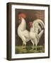 Cassell's Roosters VI-Cassel-Framed Art Print