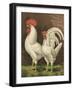 Cassell's Roosters VI-Cassel-Framed Art Print