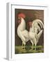 Cassell's Roosters VI-Cassel-Framed Art Print