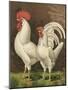 Cassell's Roosters VI-Cassel-Mounted Art Print