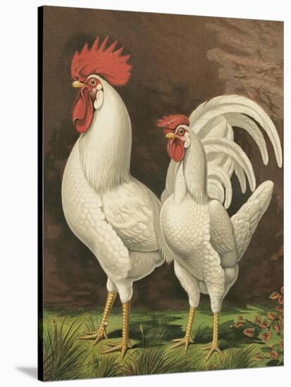 Cassell's Roosters VI-Cassel-Stretched Canvas