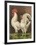 Cassell's Roosters VI-Cassel-Framed Art Print