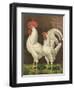 Cassell's Roosters VI-Cassel-Framed Art Print