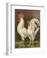 Cassell's Roosters VI-Cassel-Framed Art Print