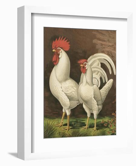 Cassell's Roosters VI-Cassel-Framed Art Print