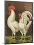 Cassell's Roosters VI-Cassel-Mounted Art Print