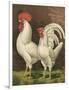 Cassell's Roosters VI-Cassel-Framed Art Print