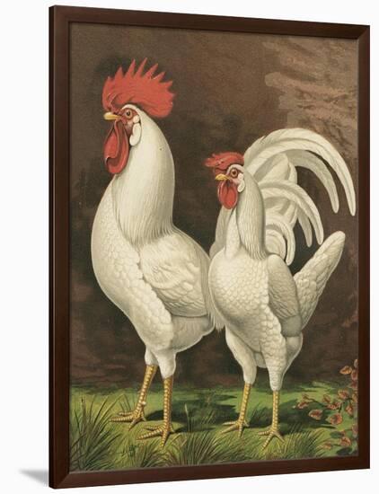 Cassell's Roosters VI-Cassel-Framed Art Print