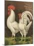 Cassell's Roosters VI-Cassel-Mounted Art Print
