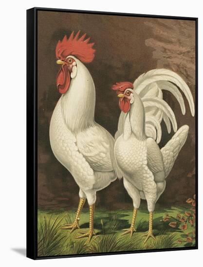 Cassell's Roosters VI-Cassel-Framed Stretched Canvas