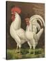 Cassell's Roosters VI-Cassel-Stretched Canvas