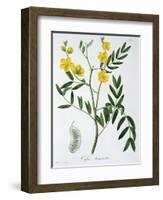 Cassia from 'Phytographie Medicale' by Joseph Roques-L.f.j. Hoquart-Framed Giclee Print