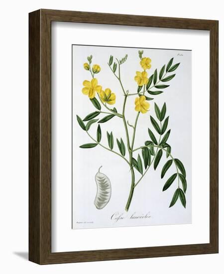 Cassia from 'Phytographie Medicale' by Joseph Roques-L.f.j. Hoquart-Framed Giclee Print