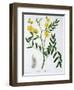 Cassia from 'Phytographie Medicale' by Joseph Roques-L.f.j. Hoquart-Framed Giclee Print