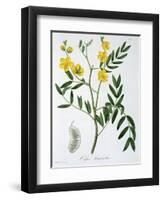 Cassia from 'Phytographie Medicale' by Joseph Roques-L.f.j. Hoquart-Framed Giclee Print