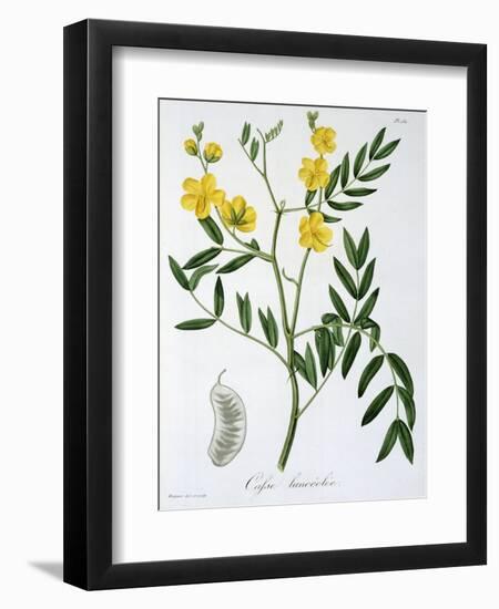 Cassia from 'Phytographie Medicale' by Joseph Roques-L.f.j. Hoquart-Framed Giclee Print