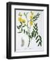 Cassia from 'Phytographie Medicale' by Joseph Roques-L.f.j. Hoquart-Framed Giclee Print