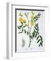 Cassia from 'Phytographie Medicale' by Joseph Roques-L.f.j. Hoquart-Framed Giclee Print