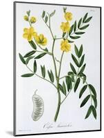 Cassia from 'Phytographie Medicale' by Joseph Roques-L.f.j. Hoquart-Mounted Giclee Print