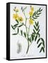 Cassia from 'Phytographie Medicale' by Joseph Roques-L.f.j. Hoquart-Framed Stretched Canvas