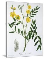 Cassia from 'Phytographie Medicale' by Joseph Roques-L.f.j. Hoquart-Stretched Canvas