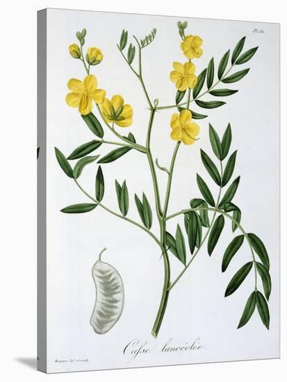 Cassia from 'Phytographie Medicale' by Joseph Roques-L.f.j. Hoquart-Stretched Canvas