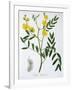 Cassia from 'Phytographie Medicale' by Joseph Roques-L.f.j. Hoquart-Framed Giclee Print