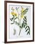 Cassia from 'Phytographie Medicale' by Joseph Roques-L.f.j. Hoquart-Framed Giclee Print