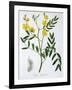 Cassia from 'Phytographie Medicale' by Joseph Roques-L.f.j. Hoquart-Framed Giclee Print