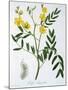 Cassia from 'Phytographie Medicale' by Joseph Roques-L.f.j. Hoquart-Mounted Giclee Print