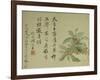 Cassia-Yun Shouping-Framed Giclee Print