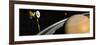 Cassini Spacecraft Orbiting Saturn and And its Moon Titan-null-Framed Premium Giclee Print