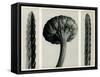 Cassiope Tetragona. 1929 (Photogravure)-Karl Blossfeldt-Framed Stretched Canvas