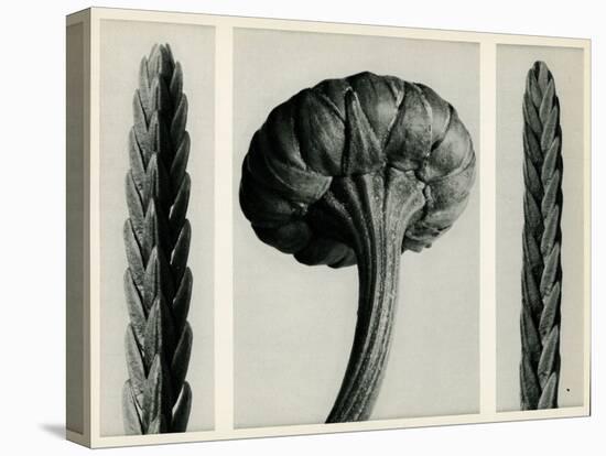 Cassiope Tetragona. 1929 (Photogravure)-Karl Blossfeldt-Stretched Canvas