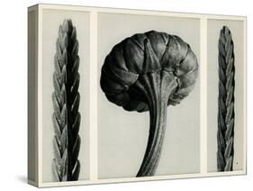 Cassiope Tetragona. 1929 (Photogravure)-Karl Blossfeldt-Stretched Canvas