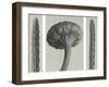 Cassiope Tetragona-Blossfeldt Karl-Framed Giclee Print