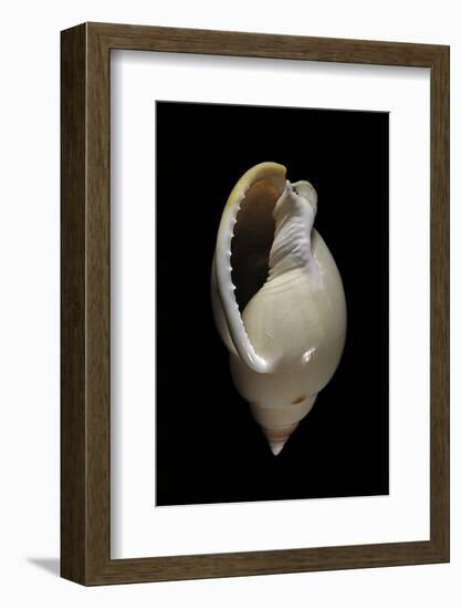 Cassis Glabrata-Paul Starosta-Framed Photographic Print