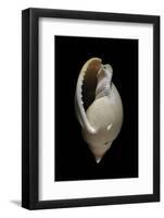 Cassis Glabrata-Paul Starosta-Framed Photographic Print