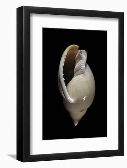 Cassis Glabrata-Paul Starosta-Framed Photographic Print